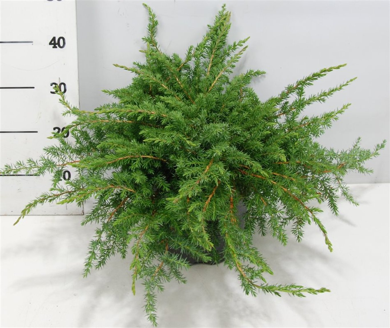 Juniperus conferta 'Schlager' - C7.5 40-50 CM